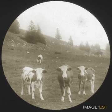 Vaches (Les Rasses)