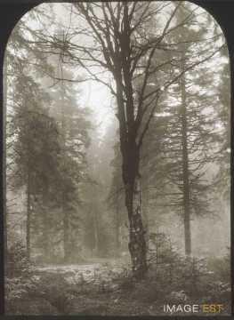 Forêt (Gigney)