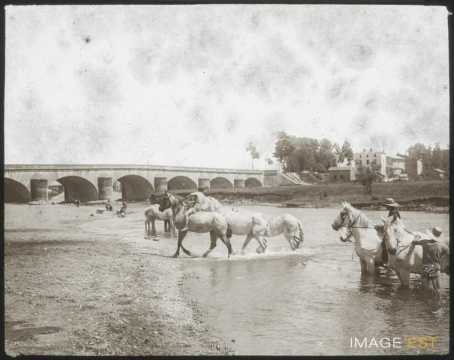 Chevaux à la baignade (Toul)