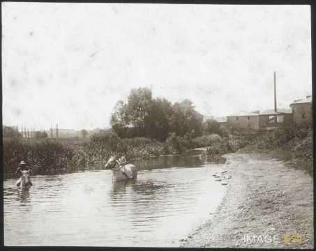 Chevaux à la baignade (Toul)