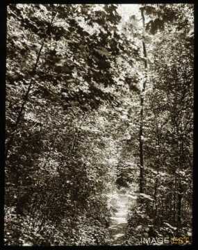 Sous-bois (Malzéville)