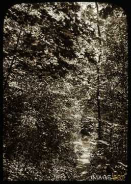 Sous-bois (Malzéville)