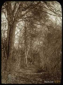Bois (Malzéville)