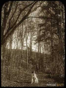 Chien dans un bois (Malzéville)
