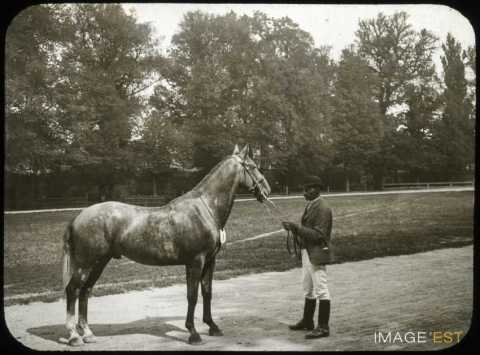 Cheval de concours (Nancy)