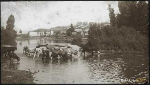 Troupeau de vaches (Haroué)