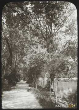 Sentier des Saules (Genève)