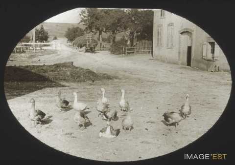 Troupeau d'oies (Pierreville)