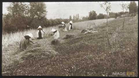Moisson (Flavigny-sur-Moselle)