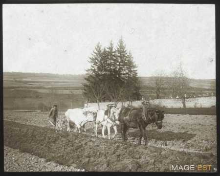 Laboureur (Nancy)