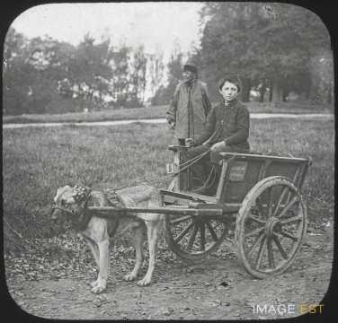 Attelage de chien (Louvain)