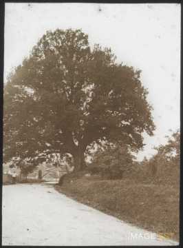 Chêne (Étival-Clairefontaine)