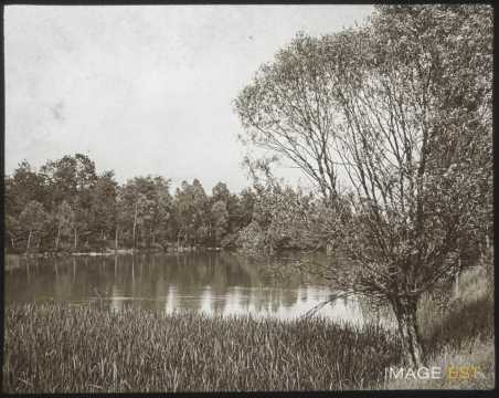 Étang de Quercigny (Bouxières-aux-Chênes)