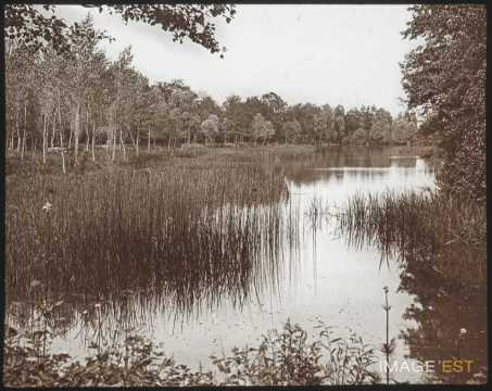 Étang de Quercigny (Bouxières-aux-Chênes)