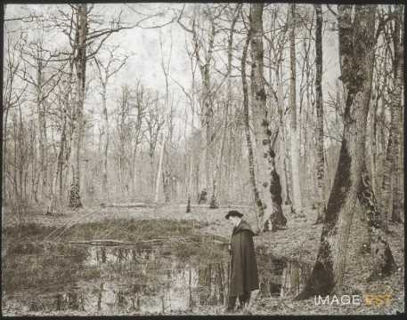 Forêt (Brin-sur-Seille)