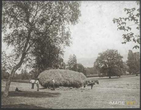 Fenaison (Genève)