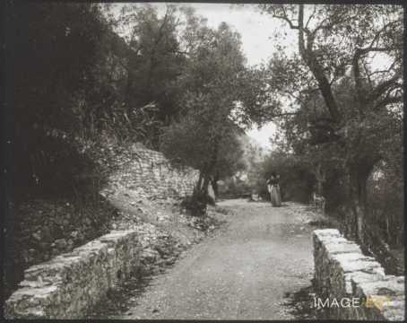 Allée d'oliviers (Touët-sur-Var)