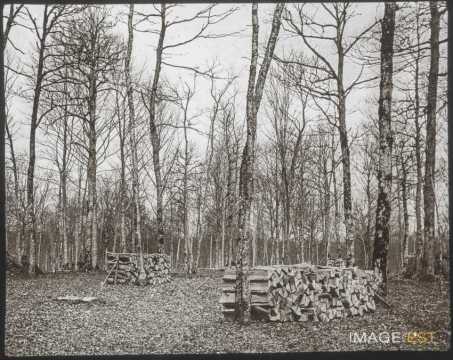 Stères de bois (Ville-sur-Illon)
