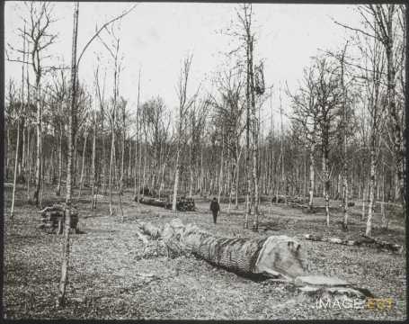 Coupe en forêt (Ville-sur-Illon)