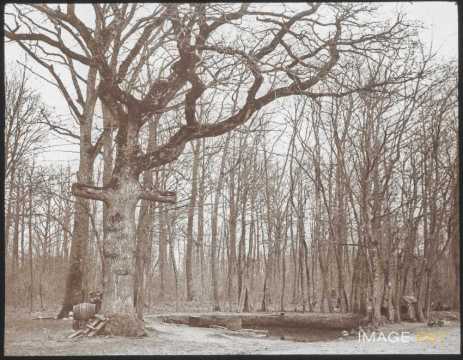 Vieux chêne (Blainville-sur-l'eau)