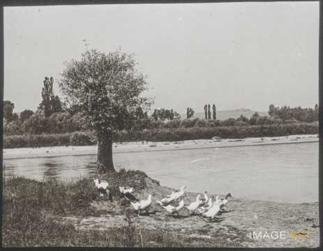 Oies au bord de la Moselle (Champey-sur-Moselle)