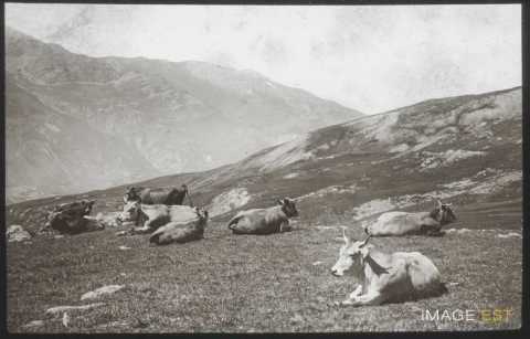 Pâturages (Valloire)