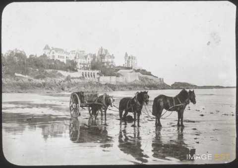 Récolte de varech  (Dinard)
