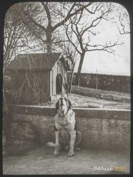 Chien (Malzéville)