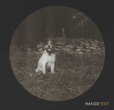 Chien Fox-Terrier (Malzéville)