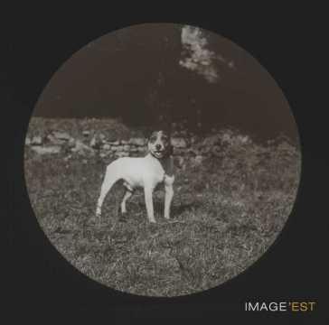 Chien Fox-Terrier (Malzéville)