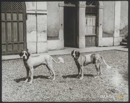 Chiens (Malzéville)