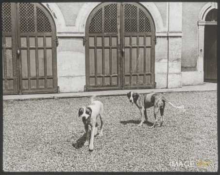 Chiens (Malzéville)
