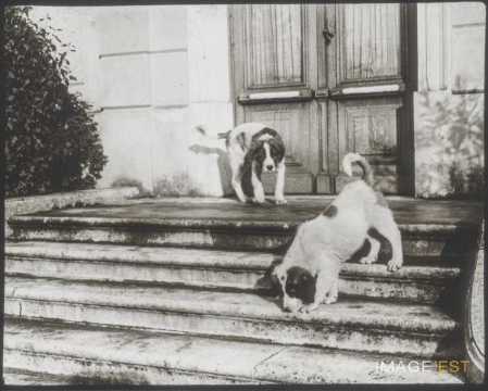 Chiots (Malzéville)
