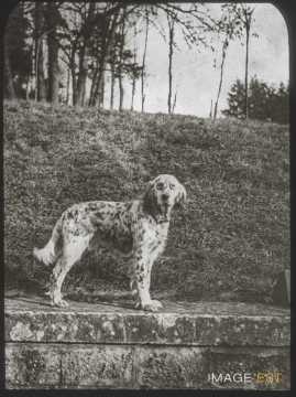 Chien (Malzéville)