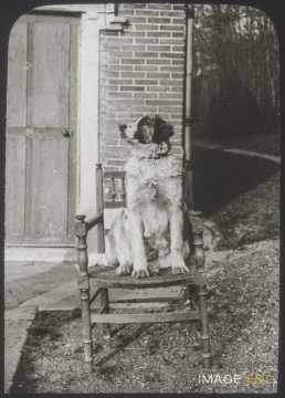 Chien (Malzéville)