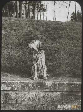 Chien (Malzéville)
