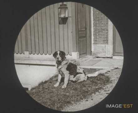 Chien (Malzéville)