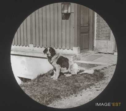 Chien (Malzéville)