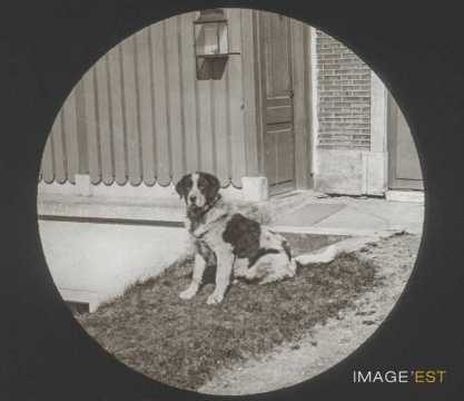 Chien (Malzéville)