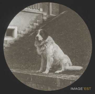 Chien (Malzéville)