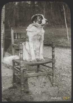 Chien (Malzéville)