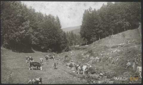 Pâturages (Gérardmer)