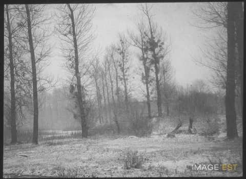 Forêt enneigée (Blainville-sur-l'Eau)