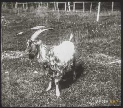 Bouc (Bullet)