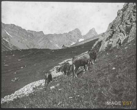 Pâturages (Valloire)