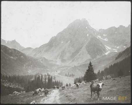 Vaches aux pâturages (Haute-Savoie)