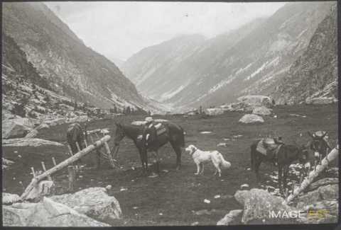 Près du refuge du lac d'Estom (Cauterets)