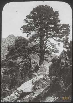 Pin (Cauterets)
