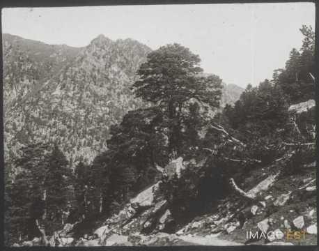 Pins (Cauterets)