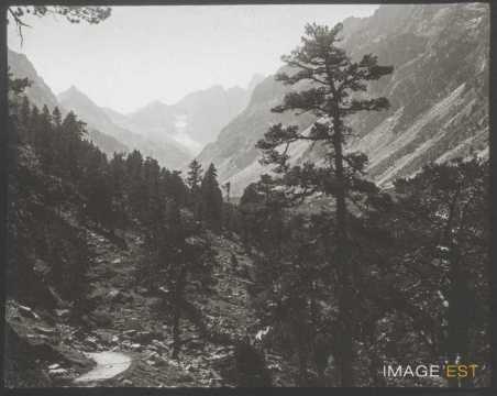 Pins (Cauterets)